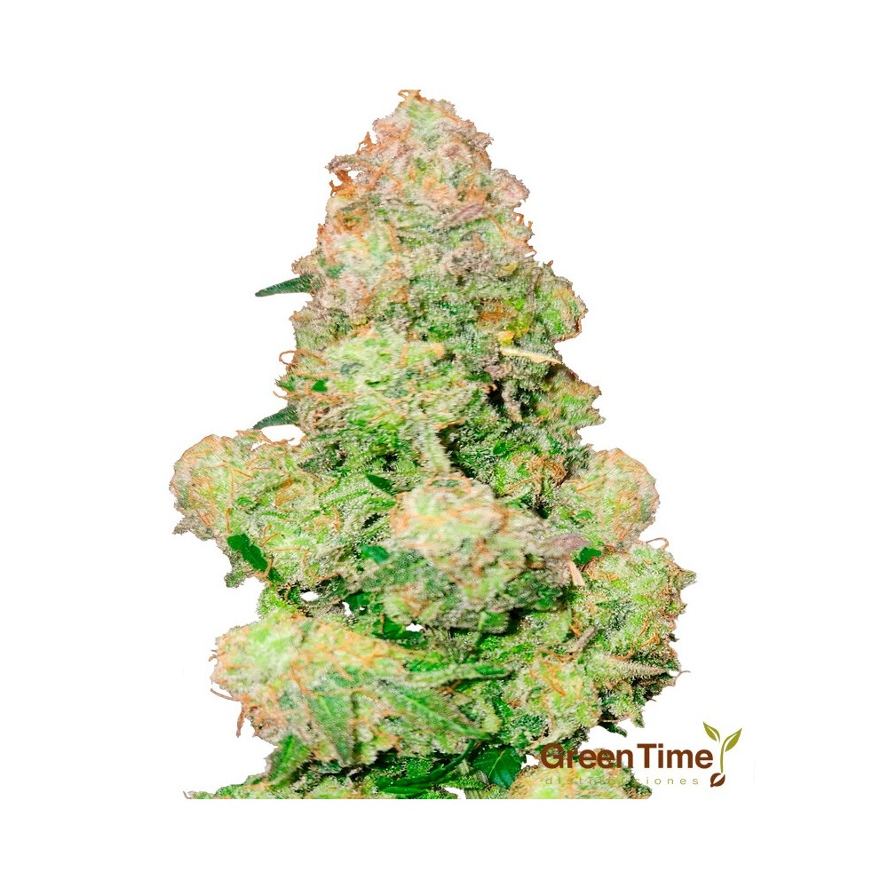 Grizzly Glue 100% Feminizada