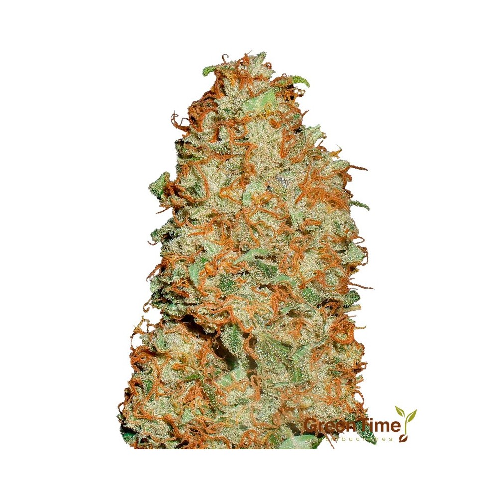 Orange X G13 100% Feminizada