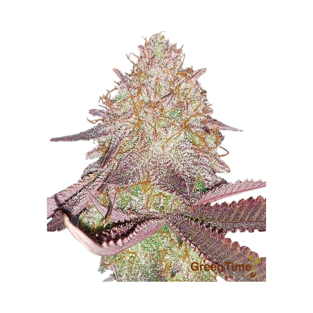 Do Si Dos 100% Feminizada