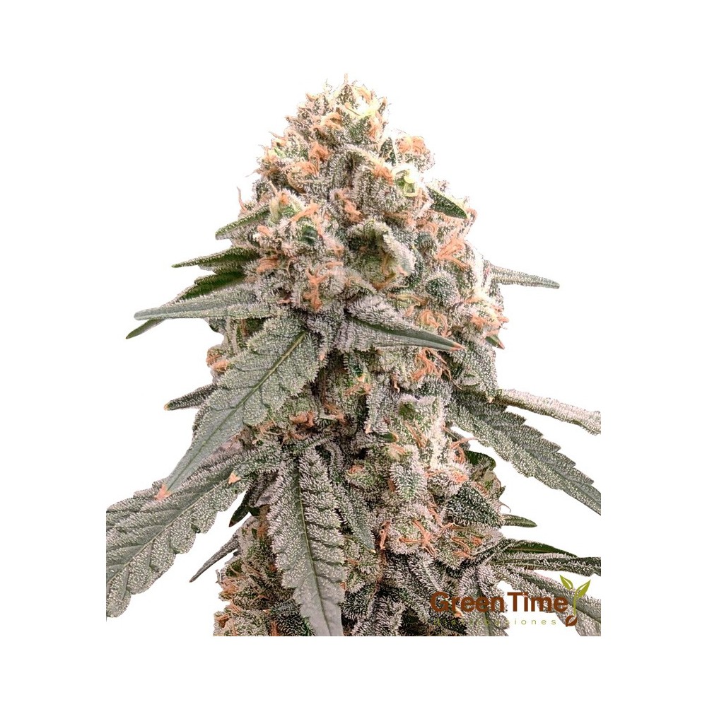 Bruce Banner 100% Feminizada