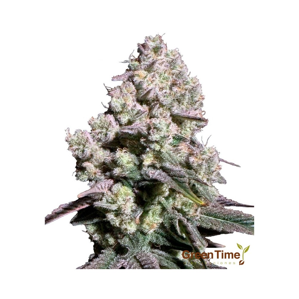 Jealousy 100% Feminizada