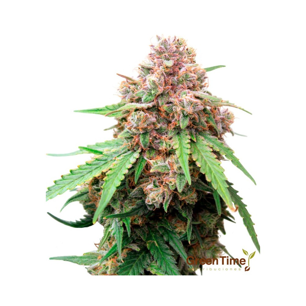 Apricot 100% Feminizada