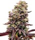Purple Sherbet 100% Feminizada