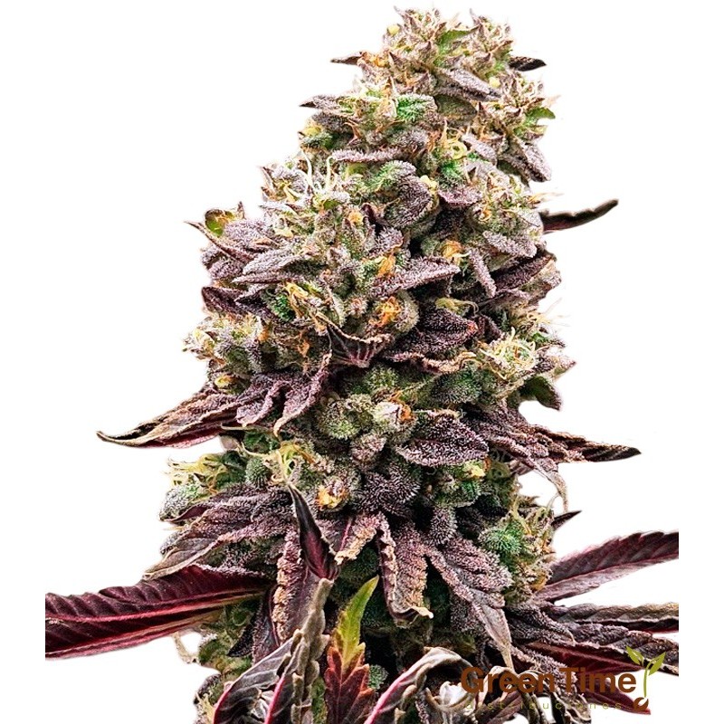 Purple Sherbet 100% Feminizada