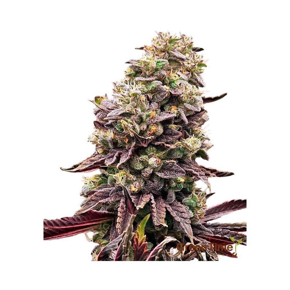 Purple Sherbet 100% Feminizada