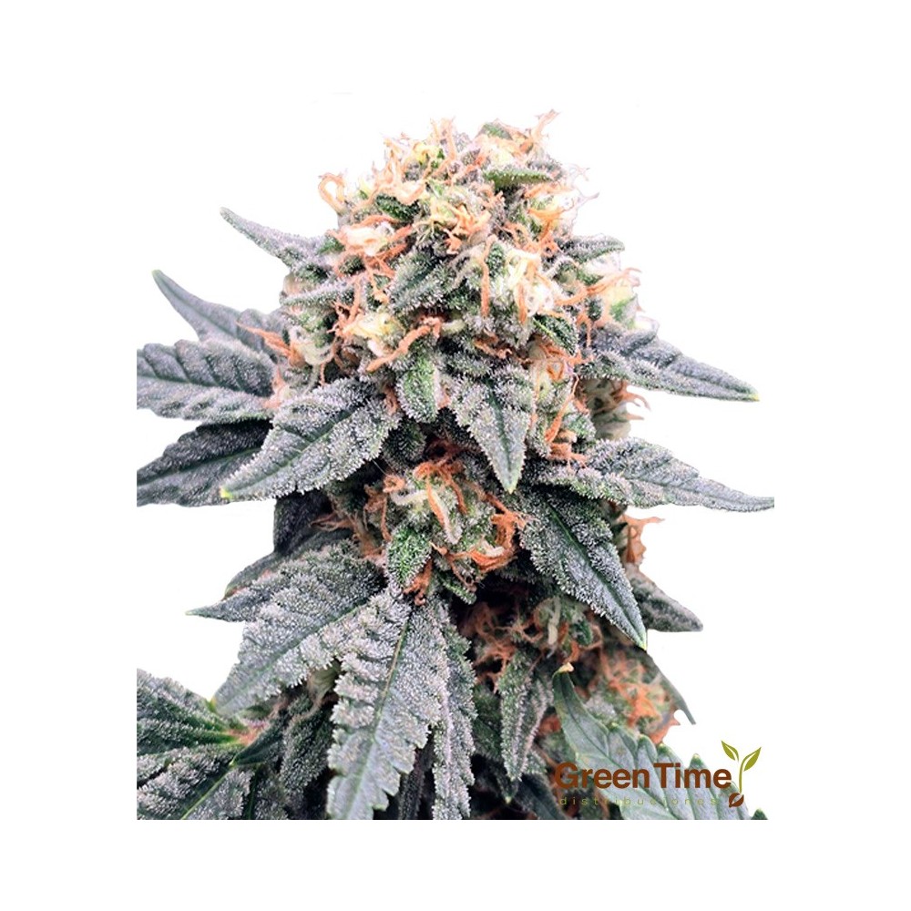 Runtz & Cream 100% Feminizada