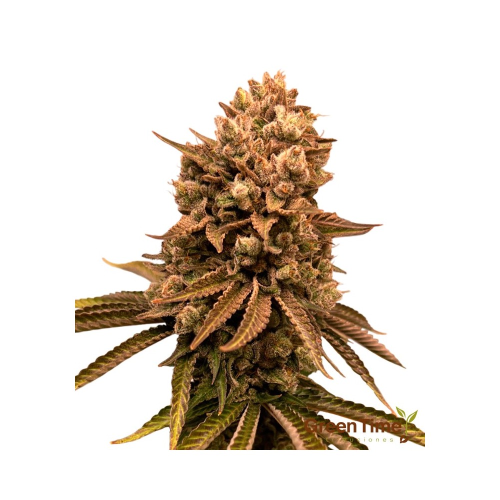 Grimm Truffles 100% Feminizada