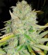 Sheer Dancehall CBD