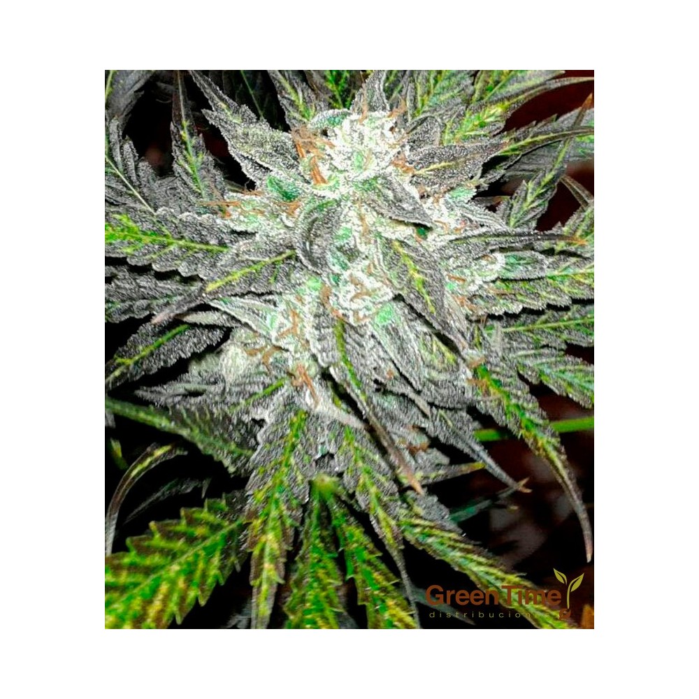 Sheer Mamba Auto XXL