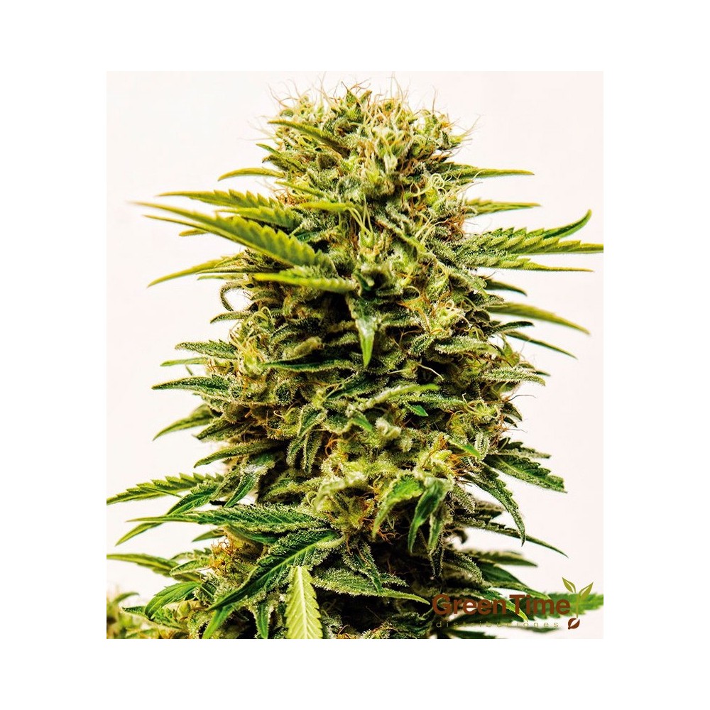 Sheer Mandarin Auto XXL