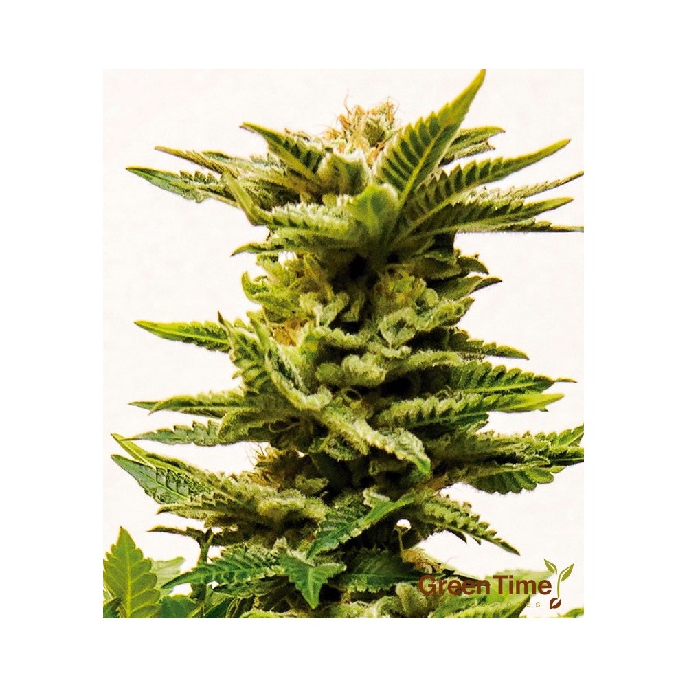 Sheer Diesel Auto XXL