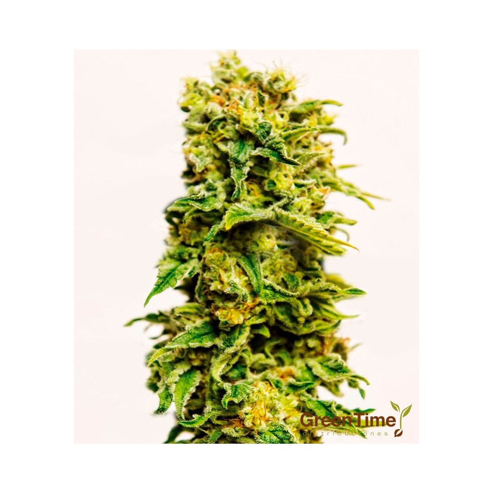 Sheer Sirup Auto XXL