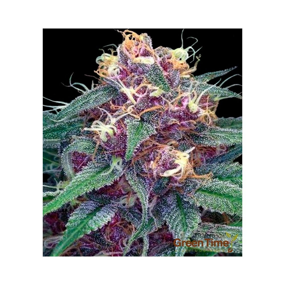 Sheer Purple Auto XXL