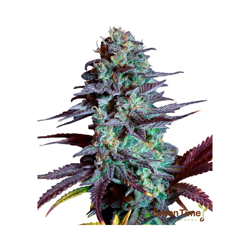 Mimosa Cookies 100% Feminizada