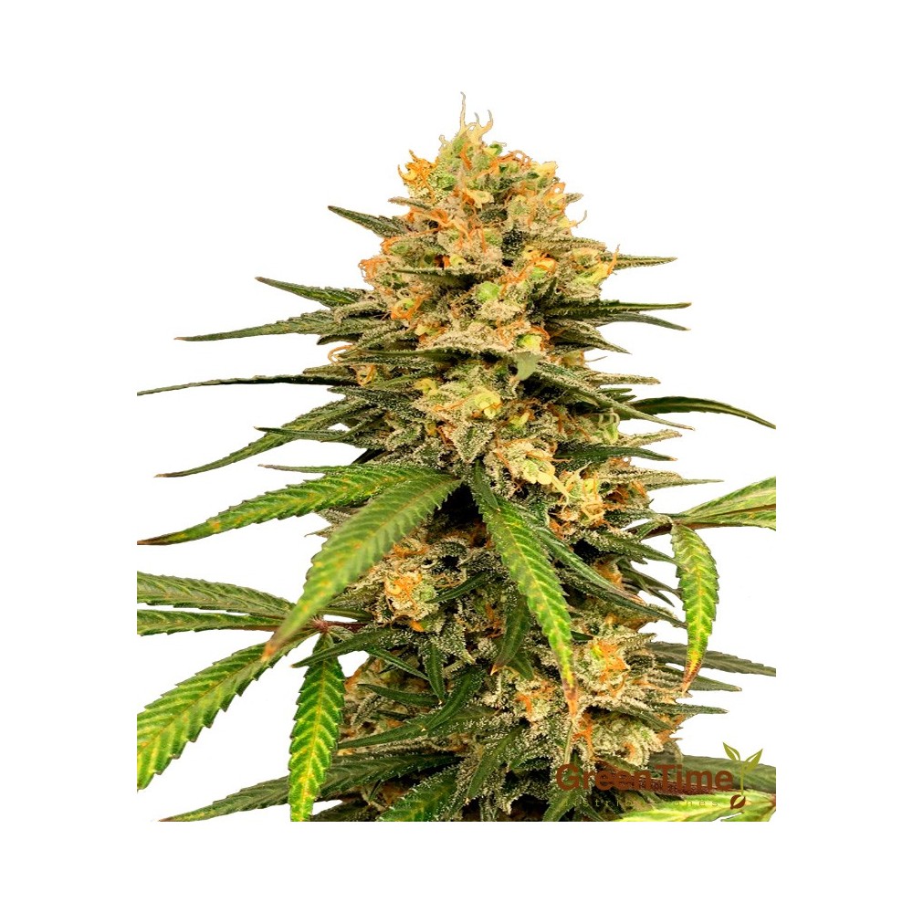 Lilly 100% Feminizada