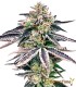 Gorilla Glue 100% Feminizada