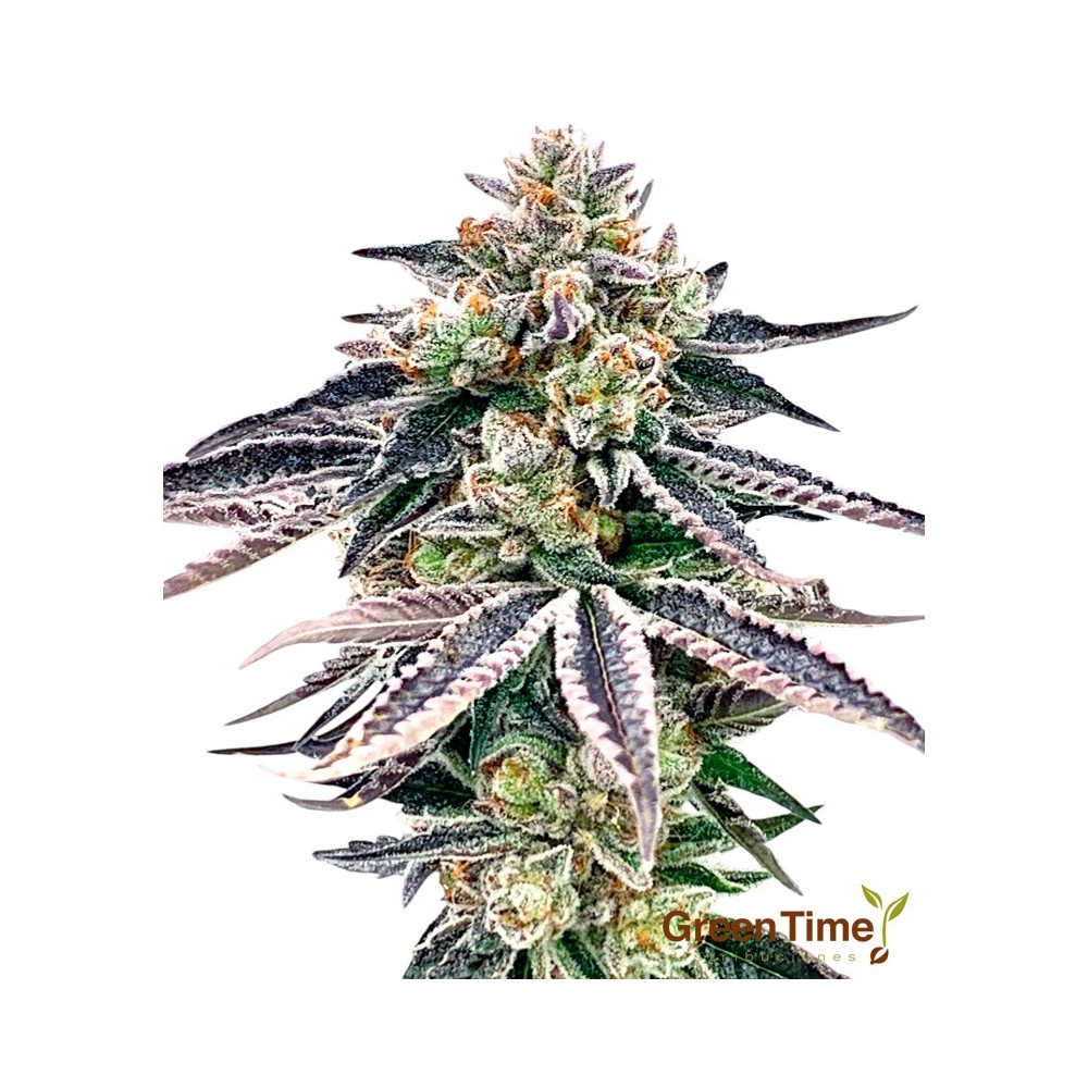 Gorilla Glue 100% Feminizada