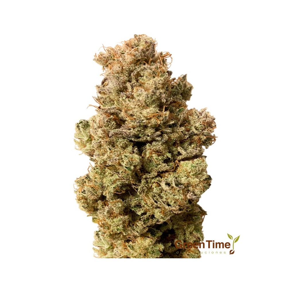 Kosher Kush 100% Feminizada