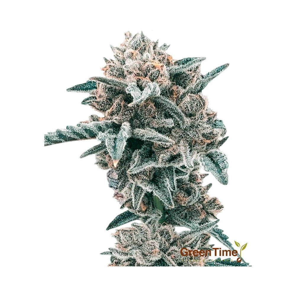 Nicole Kush 100% Feminizada