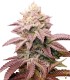 Lemon Tree Kush 100% Feminizada