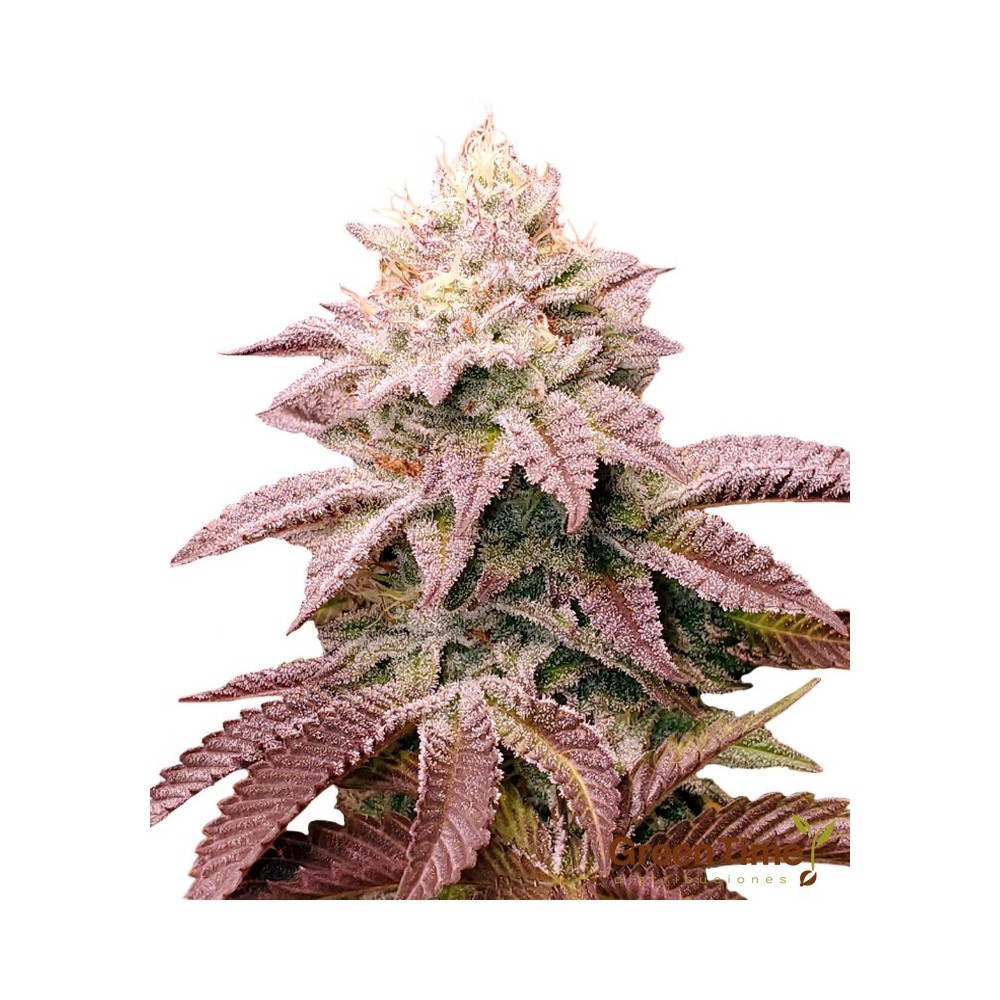 Lemon Tree Kush 100% Feminizada