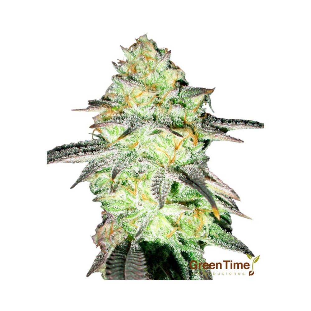 Super Skunk 100% Feminizada