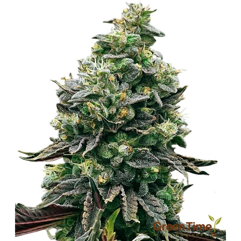 Black Domina 100% Feminizada