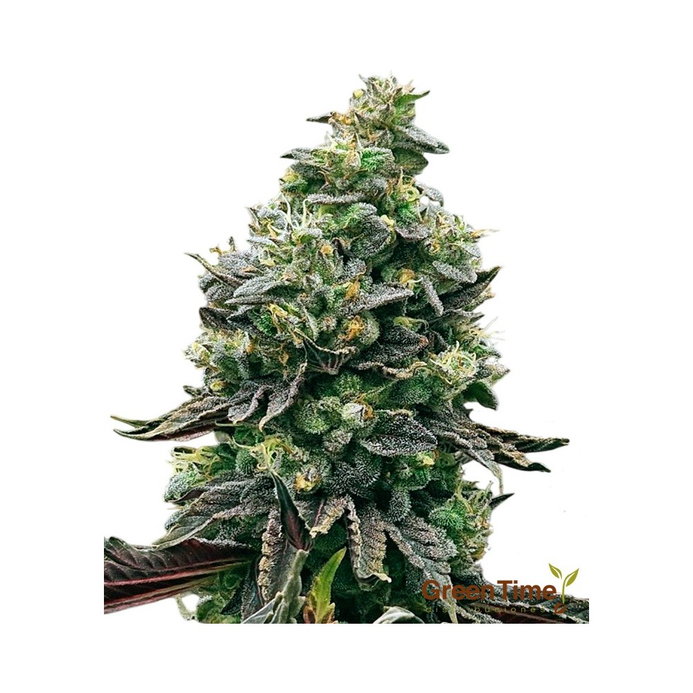 Black Domina 100% Feminizada