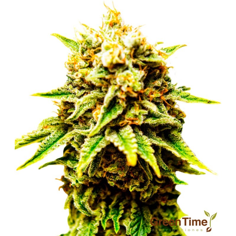 Ak-47 100% Feminizada