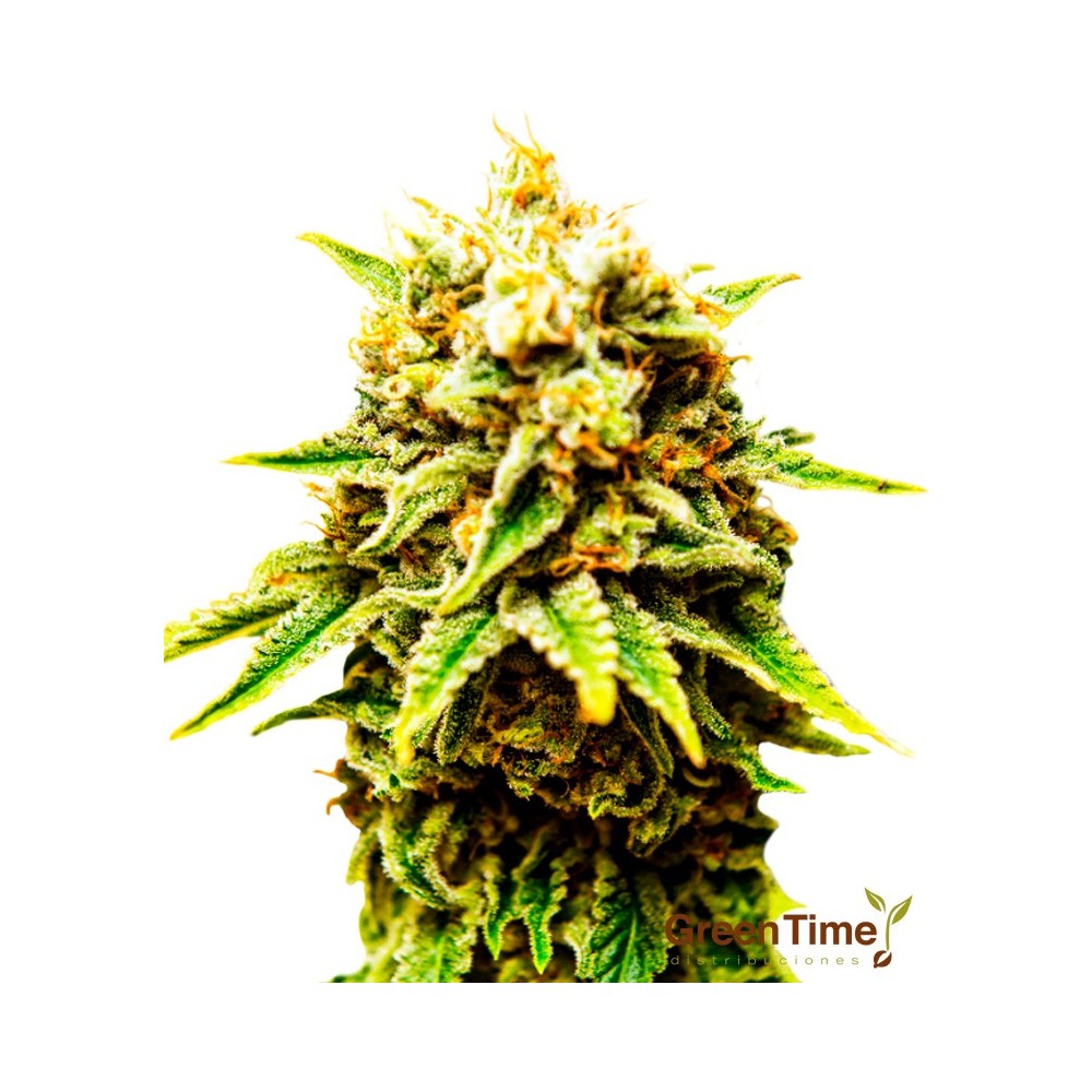 Ak-47 100% Feminizada