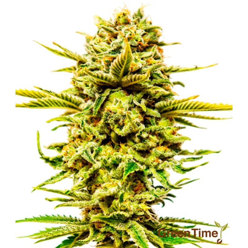 Mango Kush 100% Feminizada