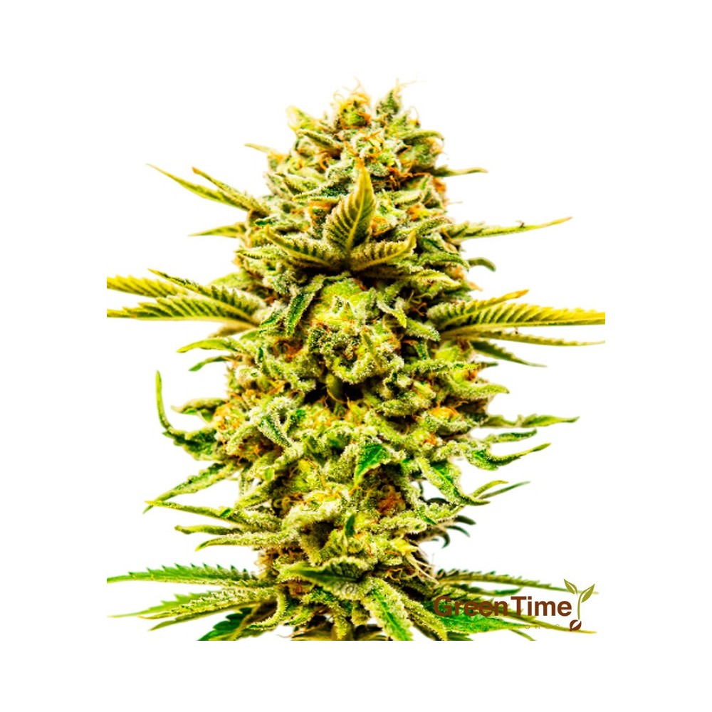 Mango Kush 100% Feminizada