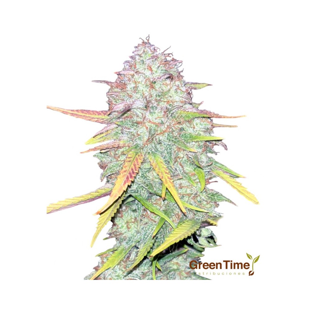 Kritical Bilbo 100% Feminizada