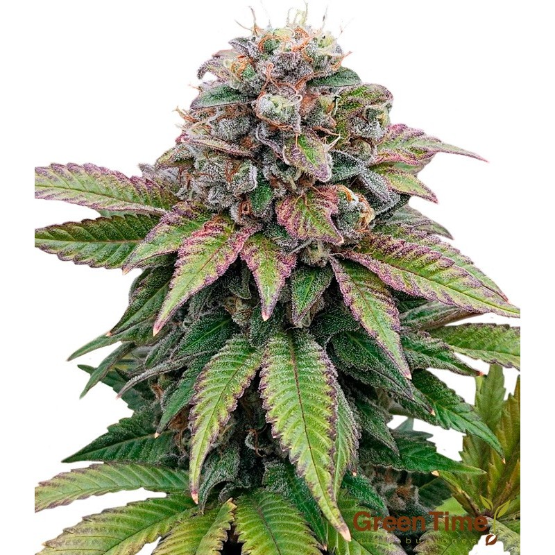 Amnesia Rápida 100% Feminizada