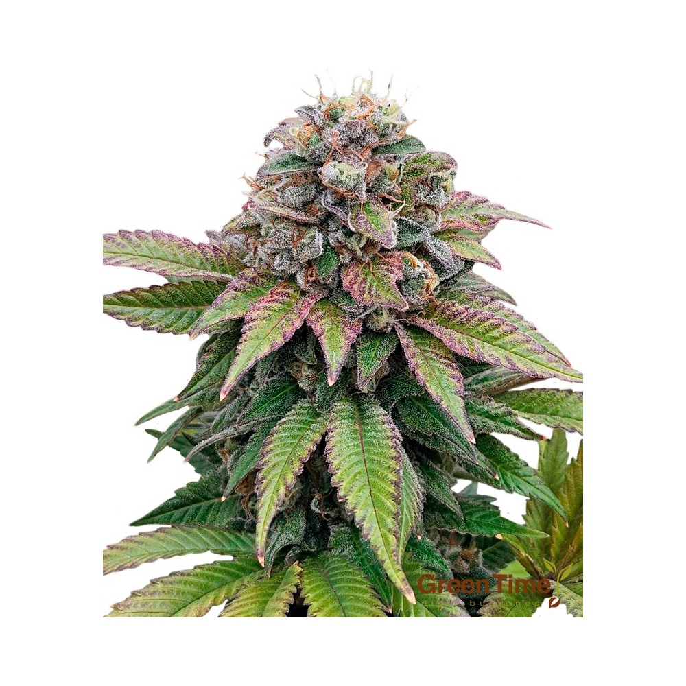 Amnesia Rápida 100% Feminizada