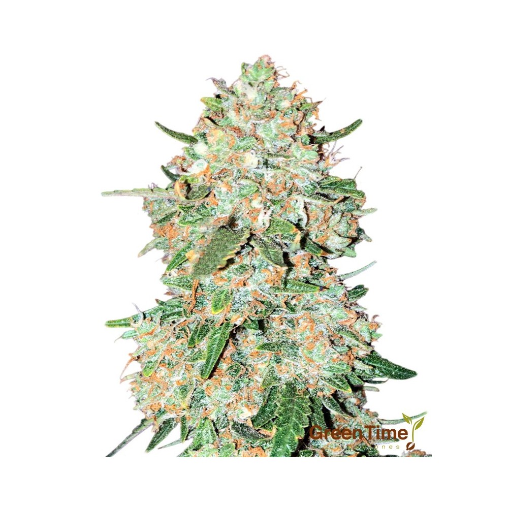 White Widow 100% Feminizada