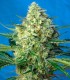 JACK 47 XL AUTO
