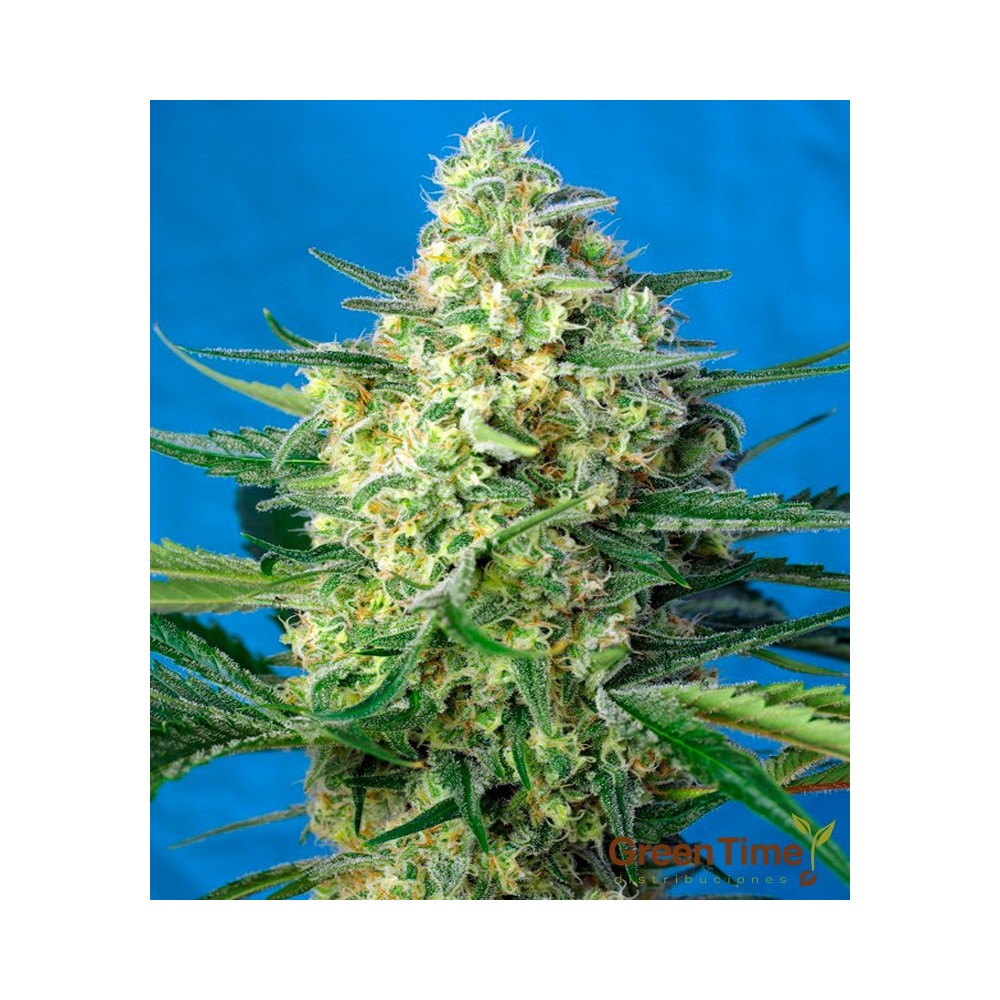 JACK 47 XL AUTO