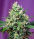 SWEET AMENSIA HAZE XL AUTO