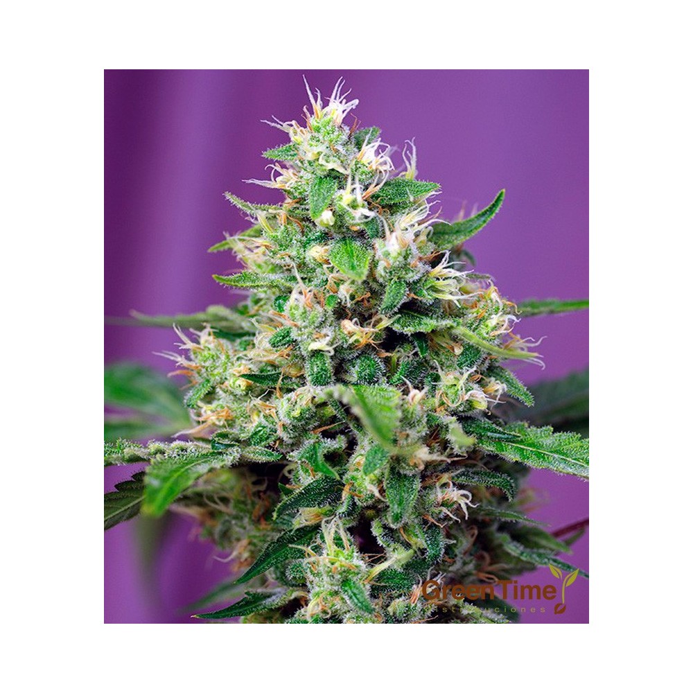 SWEET AMENSIA HAZE XL AUTO