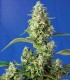 GORILLA GIRL XL AUTO