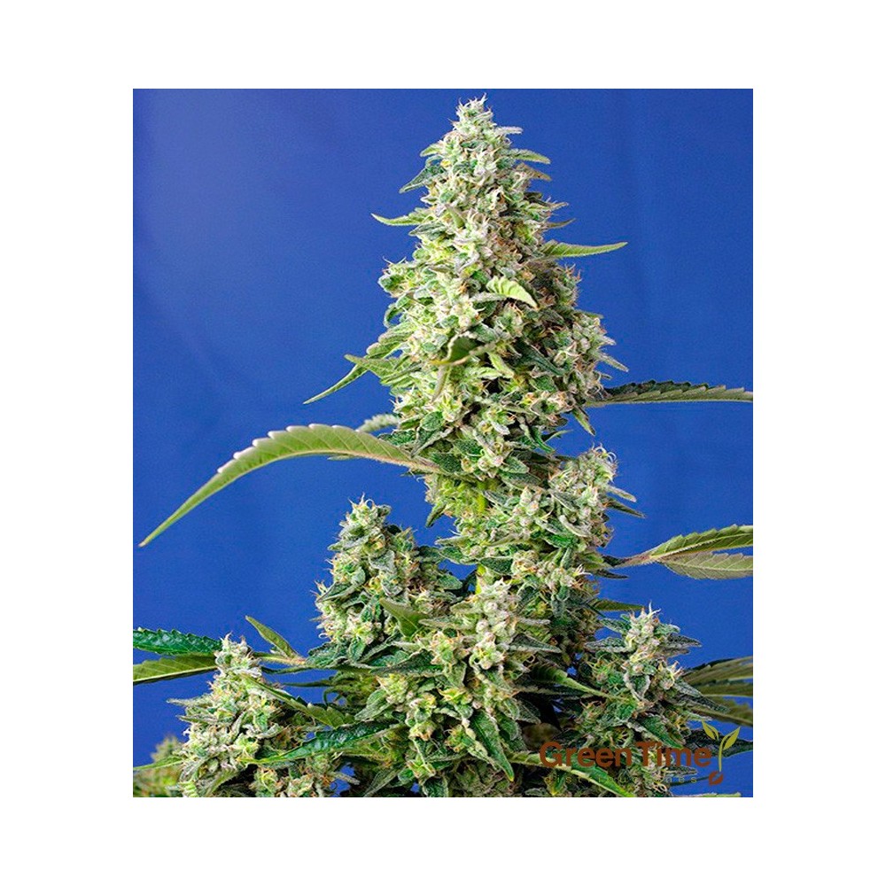 GORILLA GIRL XL AUTO