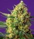 CRYSTAL CANDY XL AUTO