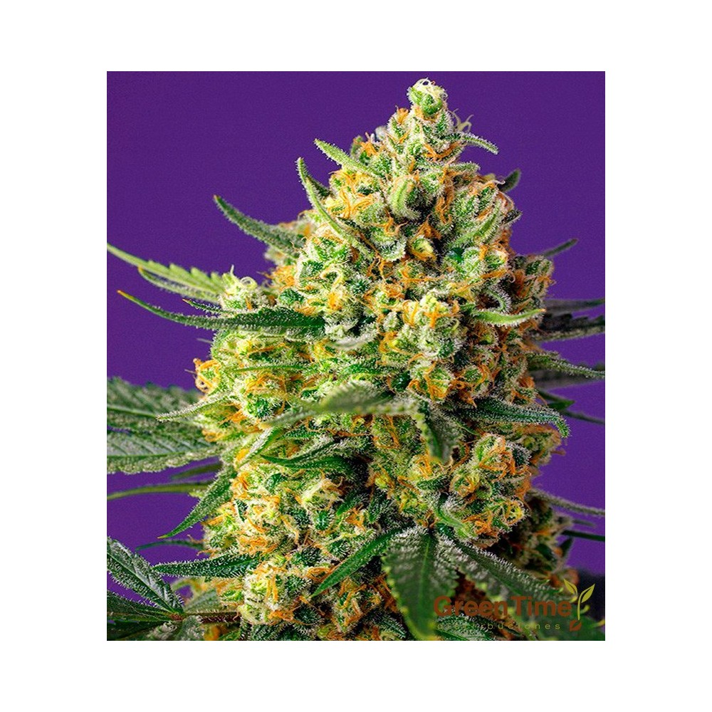 CRYSTAL CANDY XL AUTO