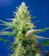 SWEET PURE AUTO CBD