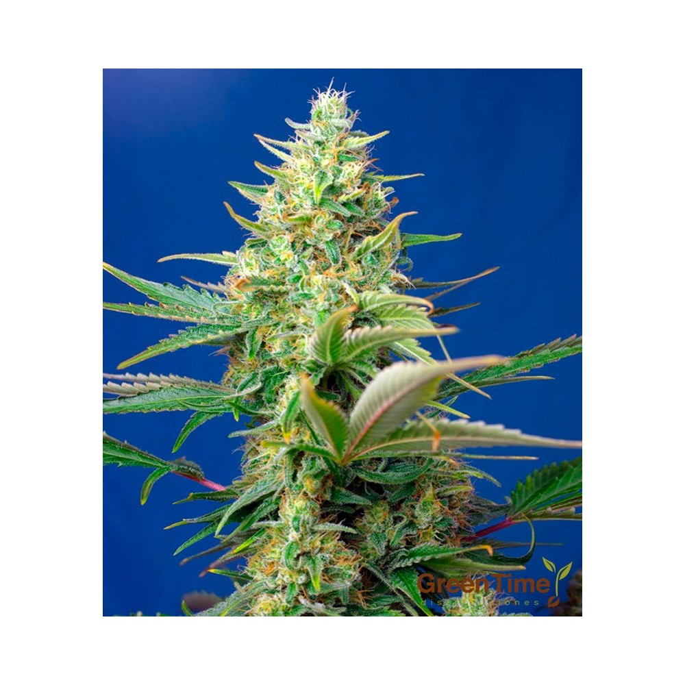 SWEET PURE AUTO CBD