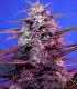 BLOODY SKUNK AUTO