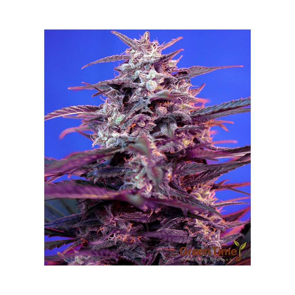 BLOODY SKUNK AUTO