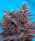 BLACK CREAM AUTO