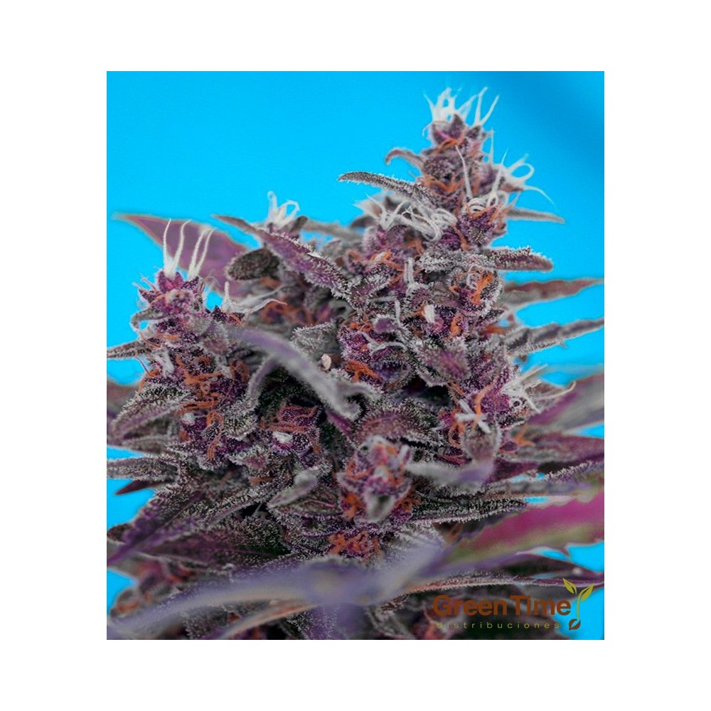 BLACK CREAM AUTO
